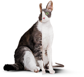 Худой и толстый кот